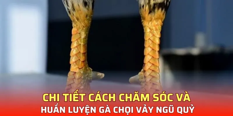 Chi tiết cách chăm sóc và huấn luyện gà chọi vảy ngũ quỷ