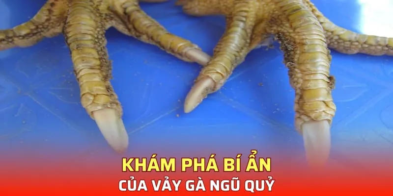 Khám phá bí ẩn của vảy gà ngũ quỷ