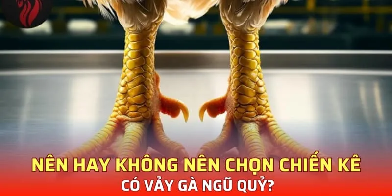 Nên hay không nên chọn chiến kê có vảy gà ngũ quỷ?
