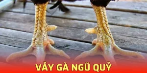 Vảy Gà Ngũ Quỷ Là Gì? Có Nên Chọn Chiến Kê Có Vảy Này?